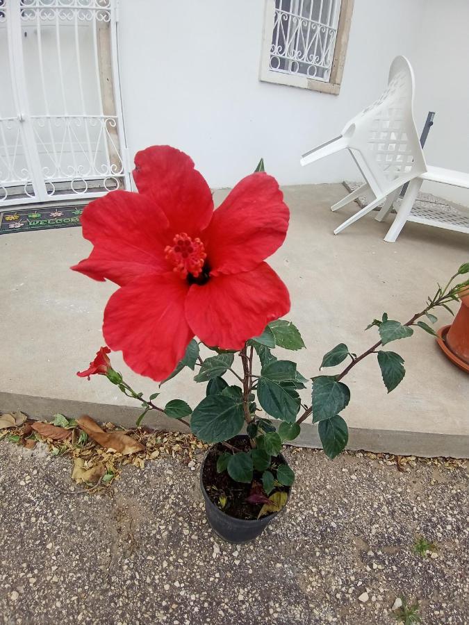 Hibiscus Siracusa Syracuse Exteriér fotografie
